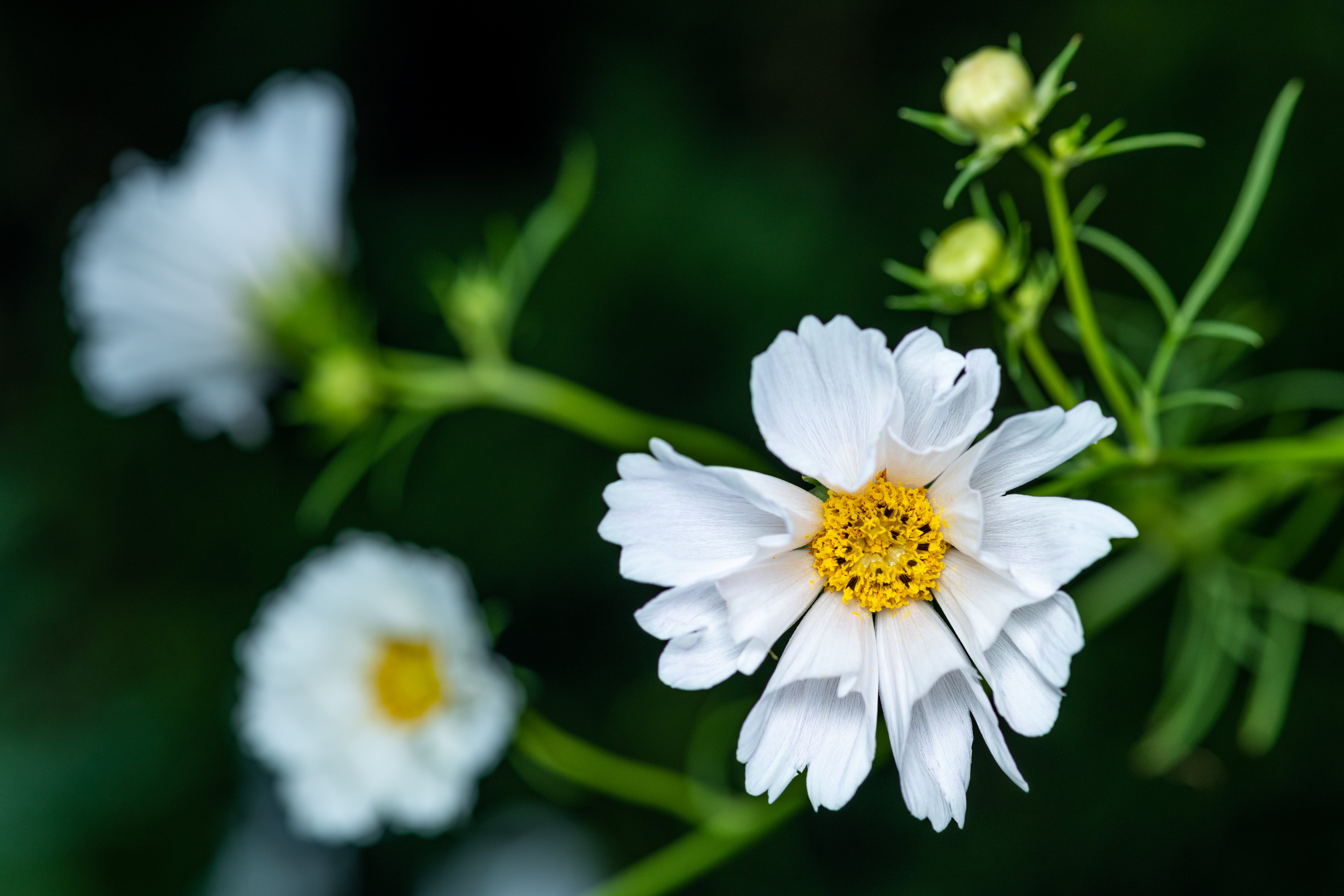 How Being in Nature Changes Our Cognition